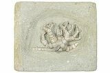 Fossil Crinoid (Cyathocrinites) - Crawfordsville, Indiana #291778-1